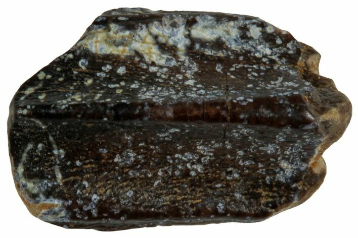 Fossil Hadrosaur (Edmontosaurus) Partial Tooth - Wyoming #312568